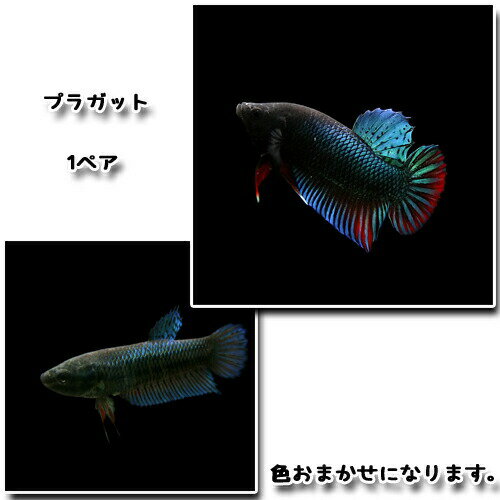 (熱帯魚 生体)ベタ　プラガット　（1ペア）【水槽/熱帯魚/観賞魚/飼育】【生体】【通販/販売】【アクアリウム/あくありうむ】【小型】