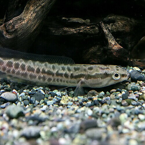 (熱帯魚 生体)ライギョ　（約12cm）（1匹）