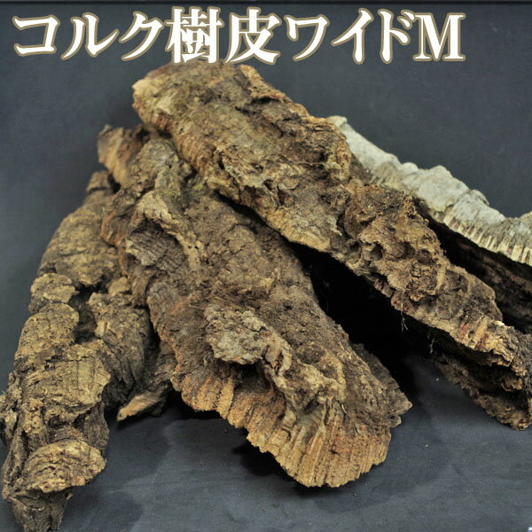 コルク特価中　コルク樹皮　ワイドM　　　おまかせ　(1本)【爬虫類・両生類】【新着】のサムネイル