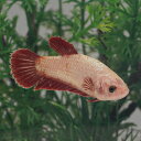 レッド・ドラゴン　メス 【 学名 】 Beta splendens var . 【 最大全長 】 約 6 cm 【 適正水温 】 25 ～ 28 ℃ 【 水質 】 弱酸性 ～ 中性 【 分布 】 改良品種 【 混泳 】 同種間雄同士は激しく争うので不可です。 雌との混泳も、繁殖のタイミング以外一緒にしない方がよいでしょう。 他種との混泳は可能ですが、ヒレを綺麗な状態で保つ為にも基本単独飼育がよいでしょう。 【 当店の与えている餌 】 冷凍赤虫 【 その他オススメな餌 】 ブラインシュリンプ、人工飼料 【 推奨水槽サイズ 】 10cm～ 【 ベタの基本的な特徴 】 ベタの仲間は熱帯魚の中でも古くから非常にポピュラーな種類で、ほとんどのショップに常にいる人気魚です。 原種はベタ・スプレンデンスという種類ですが、今や、その改良品種のバリエーションは多岐に渡り、様々なタイプが広く流通しています。 本種はコップ等小さい容器でも飼育でき、手軽なイメージがありますが、基本的な熱帯魚の飼育知識は必要です。ベタの仲間はラビリンス器官という空気中から直接酸素を取り入れる事ができるので特にエアレーションは必要ありません。 水質の悪化にも強い方ですが、定期的な水換えは必ず必要です。 特に小さい容器等は餌の量で水質も急変しやすいので特に注意が必要です。 状態を崩すと、尾を閉じて水面付近に漂うようになります。 水温もやや高めを好み、小さめの容器で飼育されている方は、パネルヒーターを使用するとよいでしょう。 ショーベタ等尾びれが大きく発達している種類は一日10分程度数回、別々の容器の雄同士を向かい合わせ威嚇させるとヒレを開く筋力が衰えず、綺麗なヒレを保つ事ができます（フレアリングといいます）。 また、ベタの仲間はよく飛び跳ねるので蓋は必須です。 【 本種の特徴 】 赤いヒレとメタリックボディのコントラストが非常に美しく完成されたカラーリングの品種です。 【 繁殖難易度 】 ★ ★ ★ ☆ ☆ 【 入荷頻度 】毎週定期 【 関連キーワード 】 ▼(熱帯魚)(ベタ)