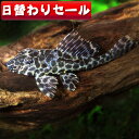 (熱帯魚 生体)( 日替わり限定)セルフィンプレコ　（約3-5cm）（3匹）【水槽/熱帯魚/観賞魚/ ...