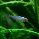 熱帯魚 生体 ダイヤモンドヘッドラミーノーズテトラ 約2-3cm 5匹 【水槽/熱帯魚/観賞魚/飼育】【生体】【通販/販売】【アクアリウム/あくありうむ】【小型】