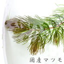 (金魚 生体)国産マツモ (10本)【水槽/熱帯魚/観賞魚/飼育】【生体】【通販/販売】【アクアリウム/あくありうむ】【小型】