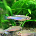 (熱帯魚 生体)パールダニオ　（約4cm）（10匹）【水槽/熱帯魚/観賞魚/飼育】【生体】【通販/販 ...