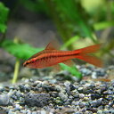 (熱帯魚 生体)ロングフィンチェリーバルブ　（約3cm）（1匹）【水槽/熱帯魚/観賞魚/飼育】【生体 ...