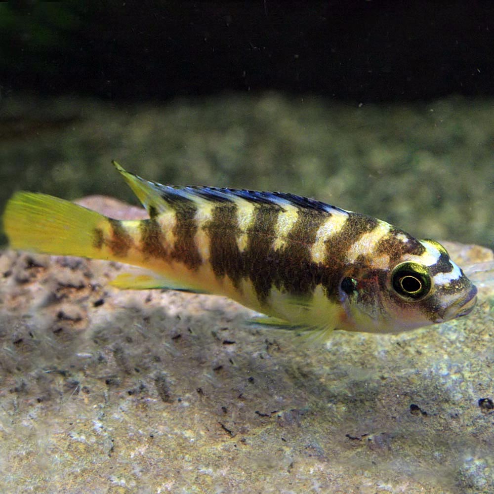 (熱帯魚 生体)カメレオンシクリッド　（約3cm）（1匹）【水槽/熱帯魚/観賞魚/飼育】【生体】【通販/販売】【アクアリウム/あくありうむ】【小型】