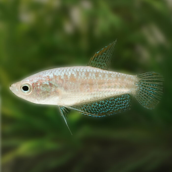 (熱帯魚)1点物　珍柄　プラチナピグミーグラミー　(約2～3cm)(1匹)