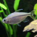 (熱帯魚 生体)イエローコンゴーテトラ　（約3cm）（1匹）【水槽/熱帯魚/観賞魚/飼育】【生体】【 ...