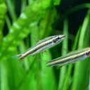 (熱帯魚 生体)マジナータスペンシルフィッシュ　（約2cm）（1匹）【水槽/熱帯魚/観賞魚/飼育】【 ...