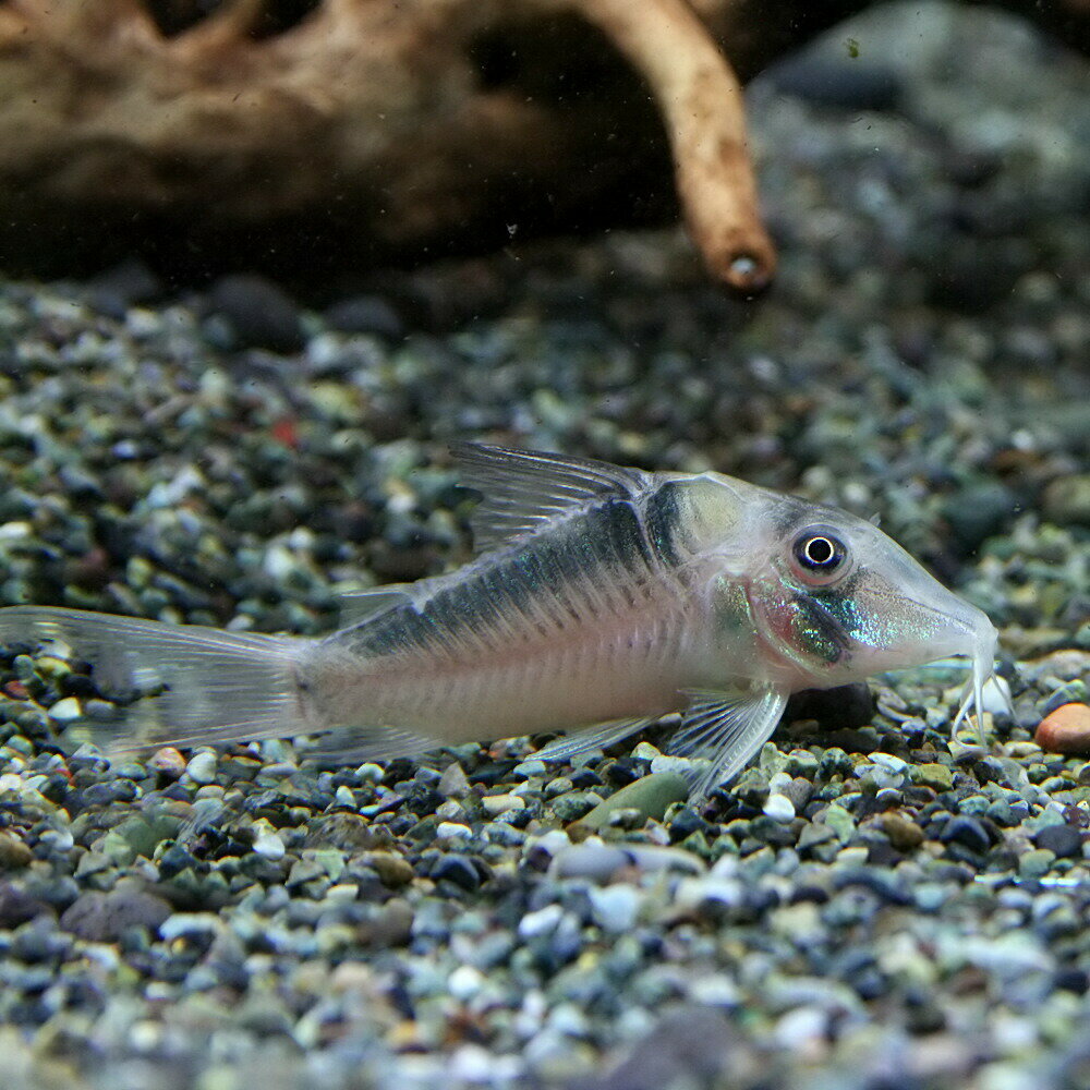 (熱帯魚 生体)コリドラス　セルラータス　（約5cm）（1匹）【水槽/熱帯魚/観賞魚/飼育】【生体】【通販/販売】【アクアリウム/あくありうむ】【小型】のサムネイル