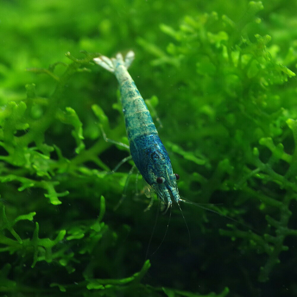 (エビ)ターコイズシャドーシュリンプ　（約1cm）（3匹）【水槽/熱帯魚/観賞魚/飼育】【生体】【通販/販売】【アクアリウム/あくありうむ】【小型】