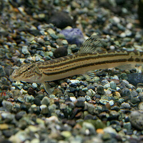 (日淡)スジシマドジョウ　（約4-10cm）（1匹）【水槽/熱帯魚/観賞魚/飼育】【生体】【通販/販売】【アクアリウム/あくありうむ】【小型】