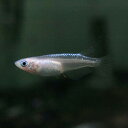 (めだか)幹之メダカ 強光(ミユキメダカ) (約2cm)(1匹)【水槽/熱帯魚/観賞魚/飼育】【生体】【通販/販売】【アクアリウム/あくありうむ】【小型】