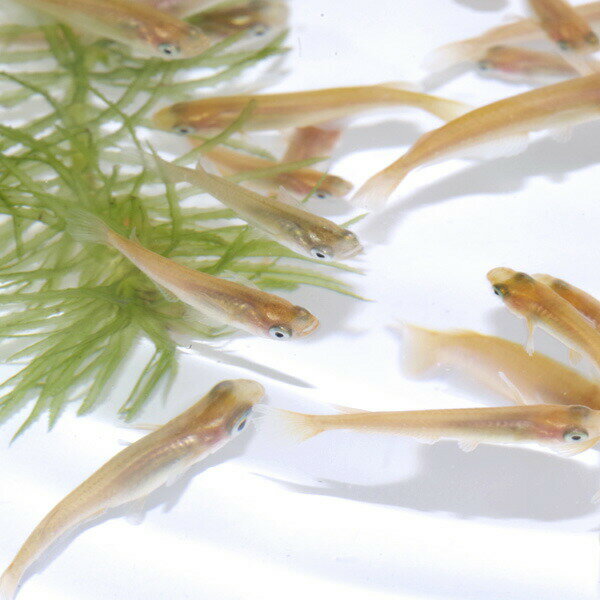 （めだか）ヒメダカ　（約2cm）（10匹）【水槽/熱帯魚/観賞魚/飼育】【生体】【通販/販売】【アクアリウム/あくありうむ】【小型】