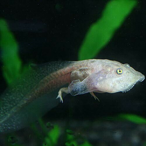 (両生類)バジェットフロッグ　おたまじゃくし（約6cm）（1匹）