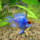 (ネオスセール)(熱帯魚 生体)バルーンエレクトリックブルーラミレジィ　（約2-3cm）（1匹）