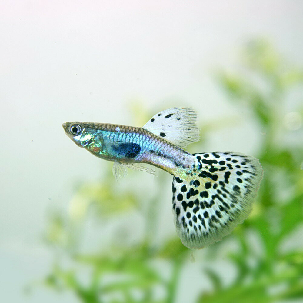 (熱帯魚 生体)ラズリーブルーグラスグッピー 【国産】（約3cm）（1ペア）【水槽/熱帯魚/観賞魚/ ...