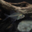 (熱帯魚 生体)ロングフィングラスエンゼル　（約2-3cm)（1匹）【水槽/熱帯魚/観賞魚/飼育】【 ...