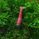 極火シュリンプ 【学名】 Neocaridina 　 sp ． 【最大全長】 約3cm 【適正水温】 20～26℃ 【水質】 弱酸性～中性 【分布】 改良品種 【混泳】 サイズの同じ位のエビ、捕食しない魚と混泳可能です 【当店の与えている餌】 エビ力 【その他オススメな餌】 エビ用人工飼料 【推奨水槽サイズ】 30cm～ 【特徴】 全身が燃えるような赤に染まったレッドチェリーシュリンプの 最高グレード個体です。 飼育 は ソイル を 用いる と 最適 な 環境 が 再現 でき 、 飼育 は 容易 に なり ます 。 注意点 と し て は 、 高 水温 と 酸欠 に 弱い ため 、 夏場 は クーラー 等 利用 する と 良い でしょ う 。 また 、 薬品 や 水草 より 持ち込ま れる 残留 農薬 に も 弱い 面 が ある ので 、 水槽 に 導入 する 際 に は 要注意 です 。 選別 に よる 繁殖 に よっ て 、 より 高い グレード が 、 比較的 容易 に 作出 できる の も 人気 の 要因 です 。 【繁殖難易度】 ★★☆☆☆ 【入荷頻度】 半年に1度位 【関連キーワード】 レッドファイアーシュリンプ ファイヤーレッドチェリー スーパーレッドチェリー スーパーファイヤーシュリンプ 極火エビ レッドファイヤーシュリンプ サクラシュリンプ 極火蝦>▼エビ・ビーシュリンプ赤▼(熱帯魚)[shrimp]