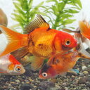 (金魚 生体)ミックス金魚【国産】（約3-5cm）（5匹） オタマ金魚ミックス【水槽/熱帯魚/観賞魚/飼育】【生体】【通販/販売】【アクアリウム/あくありうむ】【小型】