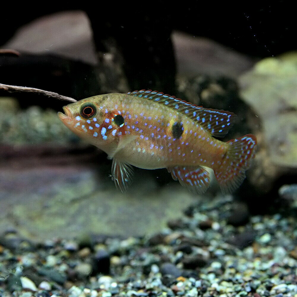 (熱帯魚 生体)レッドジュエルシクリッド　（約4-5cm）（1匹）【水槽/熱帯魚/観賞魚/飼育】【生体】【通販/販売】【アクアリウム/あくありうむ】【小型】のサムネイル