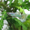 【学名】 Poecilia　reticulata　var． 【最大全長】 ♂約3～4cm ♀約4～6cm 【適正水温】 20～26℃ 【水質】 中性～弱アルカリ性 【分布】 改良品種 【混泳】 ヒレを齧る魚とは混泳できません 【当店の与えている餌】 顆粒状飼料 【その他オススメな餌】 冷凍赤虫、生餌 【推奨水槽サイズ】 30cm～ 【特徴】 東南アジア産のグッピーです。様々な品種が作出されており、優雅で美しい見た目から熱帯魚の代名詞的な存在で非常に人気が高いです。 水質は中性～弱アルカリ性が向いており、酸性に傾くと調子を崩しやすくなります。繁殖も容易で、繁殖を狙う際は、ペアのみの飼育で、フィルターも仔魚を吸い込まないものにするとよいでしょう。 ※国産、外産のグッピー、プラティと混泳させる場合は細菌性の疾病にかかりやすい為、導入前にトリートメントを行ってください。 【繁殖難易度】 ★☆☆☆☆ 【入荷頻度】 毎週定期 【関連キーワード】 ▼(熱帯魚) (外国産グッピー)[fish]