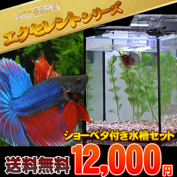 NEOS 楽天市場 ・ アクアリウムのエキスパート ネオス :熱帯魚・水草 ...