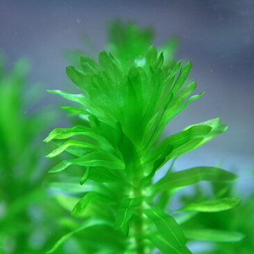 (水草)アナカリス 金魚藻(10本)【水槽/熱帯魚/観賞魚/飼育】【生体】【通販/販売】【アクアリウム/あくありうむ】