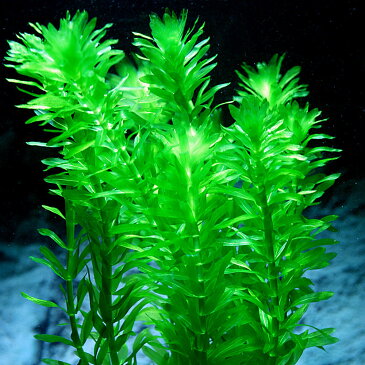 (水草)アナカリス 金魚藻(10本)【水槽/熱帯魚/観賞魚/飼育】【生体】【通販/販売】【アクアリウム/あくありうむ】