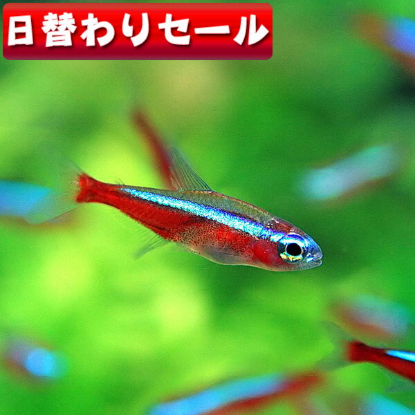 楽天ネオス 楽天市場店（熱帯魚 生体）（ 日替わり限定）カージナルテトラ【ブリード】（Mサイズ　約1.5-2cm）（5匹）【水槽/熱帯魚/観賞魚/飼育】【通販/販売】【アクアリウム/あくありうむ】【小型】