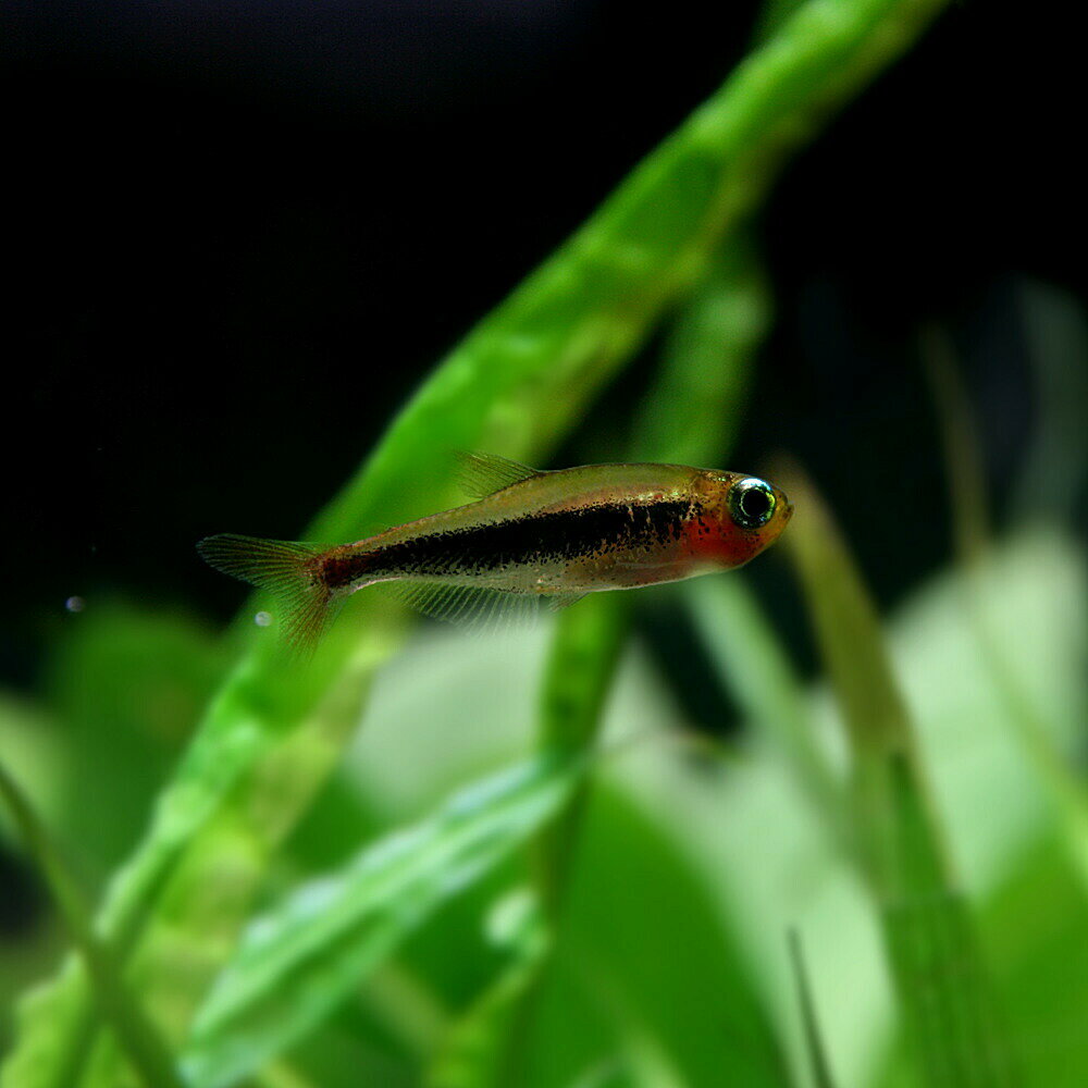 (熱帯魚 生体)トゥッカーノテトラ　（約1.5cm）（1匹）【水槽/熱帯魚/観賞魚/飼育】【生体】【通販/販売】【アクアリウム/あくありうむ】【小型】