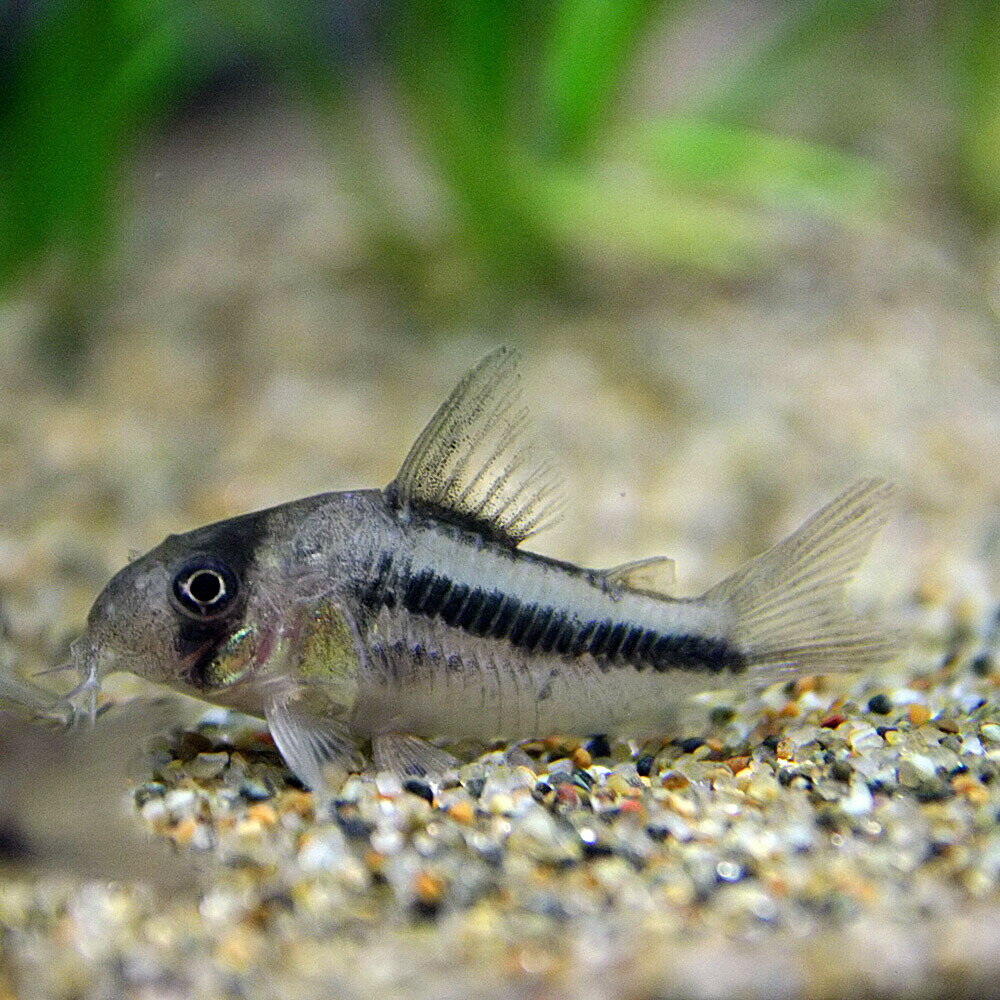 コリドラスアクセルロディ