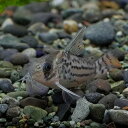 (熱帯魚 生体)コリドラス　シュワルツィ　（約3-4cm）（1匹）【水槽/熱帯魚/観賞魚/飼育】【生 ...