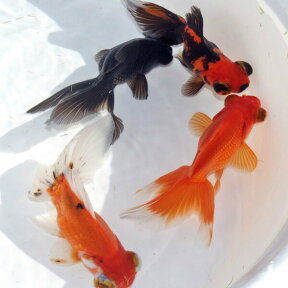 (金魚 生体)ミックス出目金　（約5-8cm）（3匹）【水槽/熱帯魚/観賞魚/飼育】【生体】【通販/販売】【アクアリウム/あくありうむ】【小型】