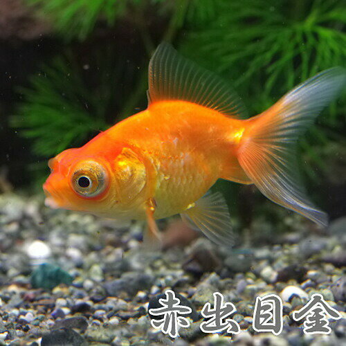 (金魚 生体)赤出目金　（約4-5cm）（1匹）【水槽/熱帯魚/観賞魚/飼育】【生体】【通販/販売】【アクアリウム/あくありうむ】【小型】のサムネイル