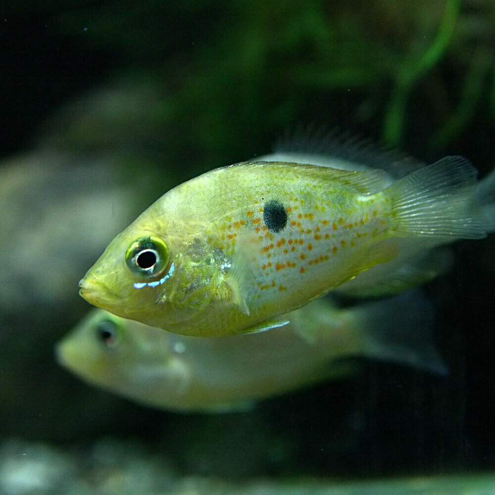 (熱帯魚 生体)グリーンクロマイド　（約3-4cm）（1匹）【水槽/熱帯魚/観賞魚/飼育】【生体】【通販/販売】【アクアリウム/あくありうむ】【小型】