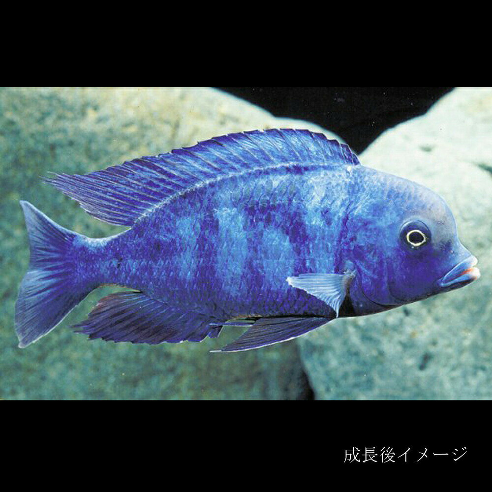 (熱帯魚 生体)キルトカラーモーリ　（約9cm）（1匹）【水槽/熱帯魚/観賞魚/飼育】【生体】【通販/販売】【アクアリウム/あくありうむ】【小型】