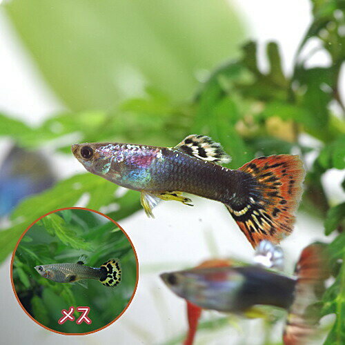 (熱帯魚 生体)マルチタキシードグッピー【外国...の紹介画像2