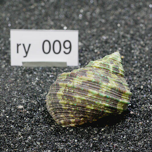 ʪɥΤȡץߥࡡ1ġry009