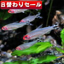 (熱帯魚 生体)( 日替わり限定)ラミーノーズテトラ　（約2cm）（6匹）