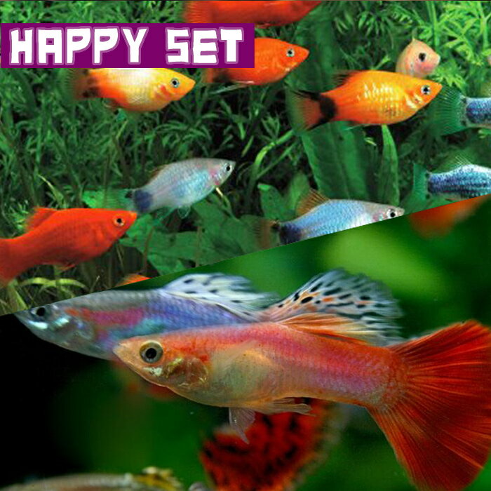 (熱帯魚 生体)【ハッピーセット】ミックスグッピー（約3cm)(3ペア) ＋ ミックスプラティ（約約2-3cm)(4匹)【水槽/熱…