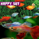 (熱帯魚 生体)【ハッピーセット】ミックスグッピー（約3cm)(3ペア) ＋ ミックスプラティ（約約 ...