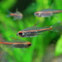 (熱帯魚 生体)グローライトテトラ　（約2cm）（10匹）【水槽/熱帯魚/観賞魚/飼育】【生体】【通 ...