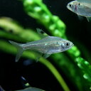 (熱帯魚 生体)プリステラ　（約1.5-2cm）（5匹）【水槽/熱帯魚/観賞魚/飼育】【生体】【通販/販売】【アクアリウム/あくありうむ】【小型】