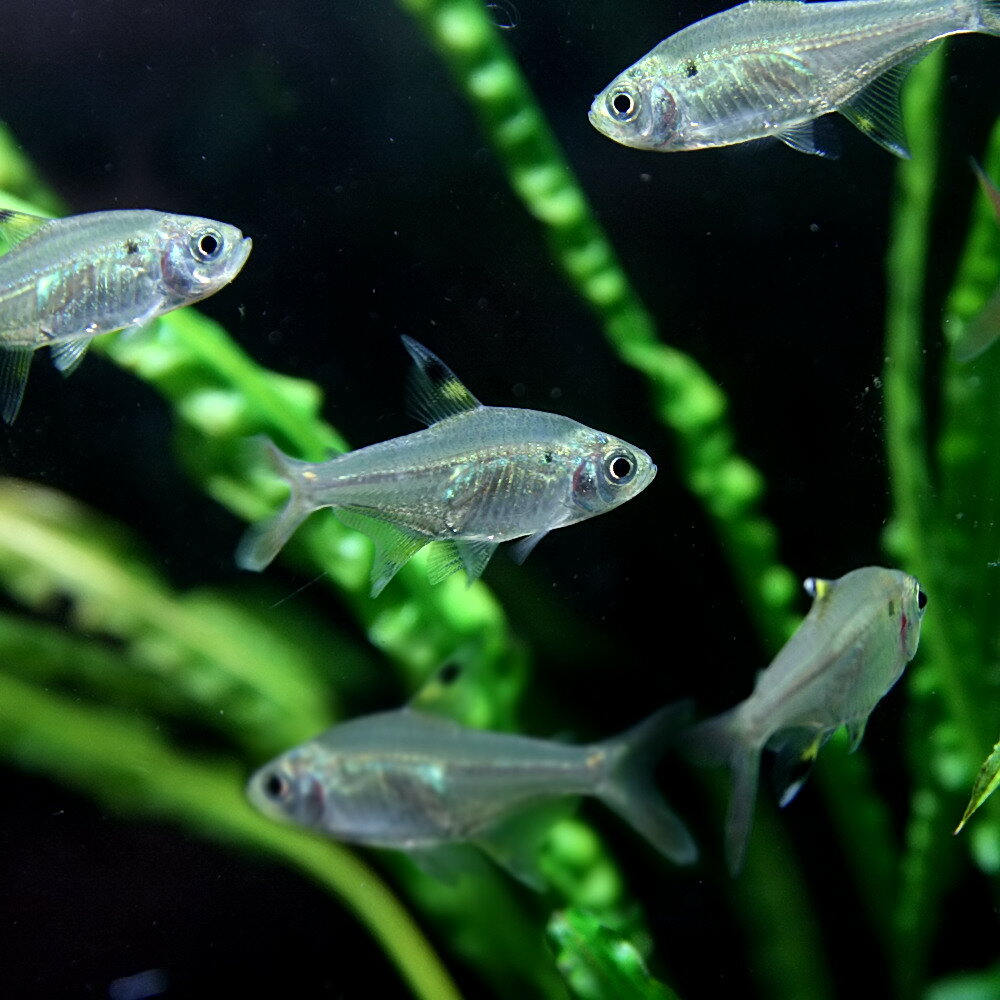 (Ǯ�ӵ� ����)�ץꥹ�ƥ顡����1.5-2cm�ˡ�3ɤ�ˡڤͤä�������ۡڿ���/Ǯ�ӵ�/�Ѿ޵�/����ۡ����Ρۡ�����/����ۡڥ������ꥦ��/�������ꤦ��ۡھ�����