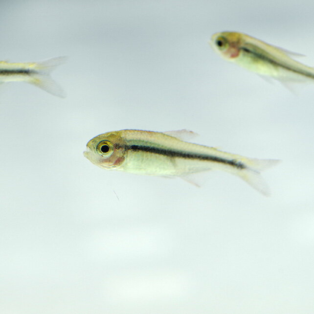 (熱帯魚)インペリアル　ラピステトラ　Hyphessobrycon sp. 約1-1.5cm　5匹