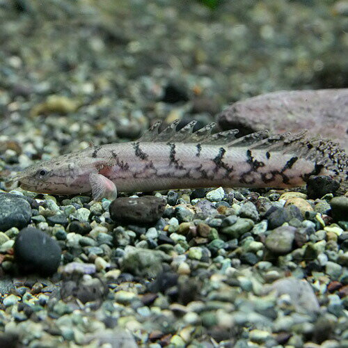 (熱帯魚)ポリプテルス　デルヘッジィ　（約10cm）（1匹）