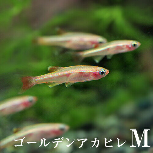 (熱帯魚 生体)ゴールデンアカヒレ(Mサイズ 約...の商品画像