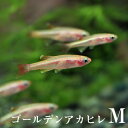 (熱帯魚 生体)ゴールデンアカヒレ（