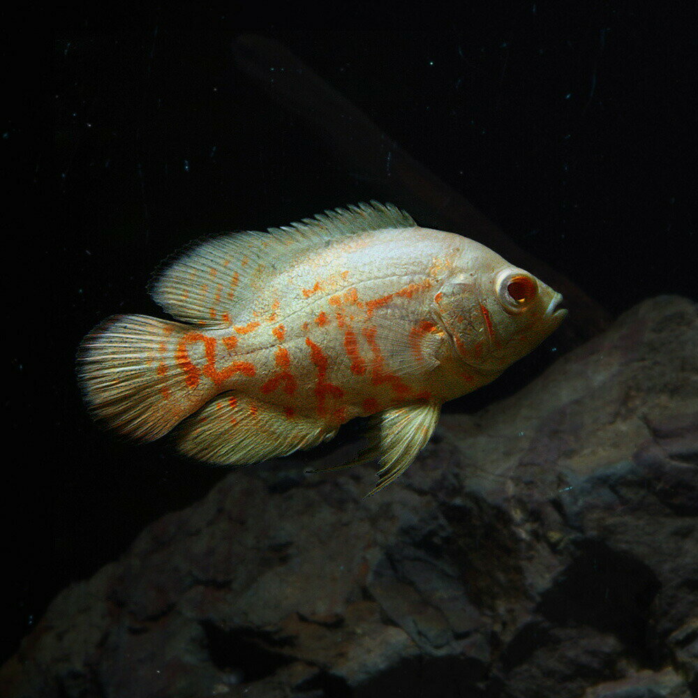 (熱帯魚 生体)アルビノタイガーオス